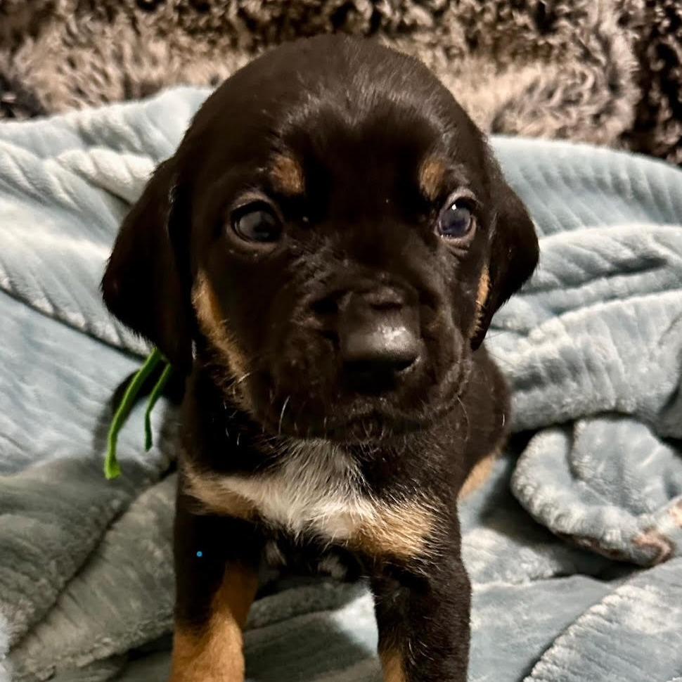 Dean, adopted, Puppy Male Black and Tan Coonhound.