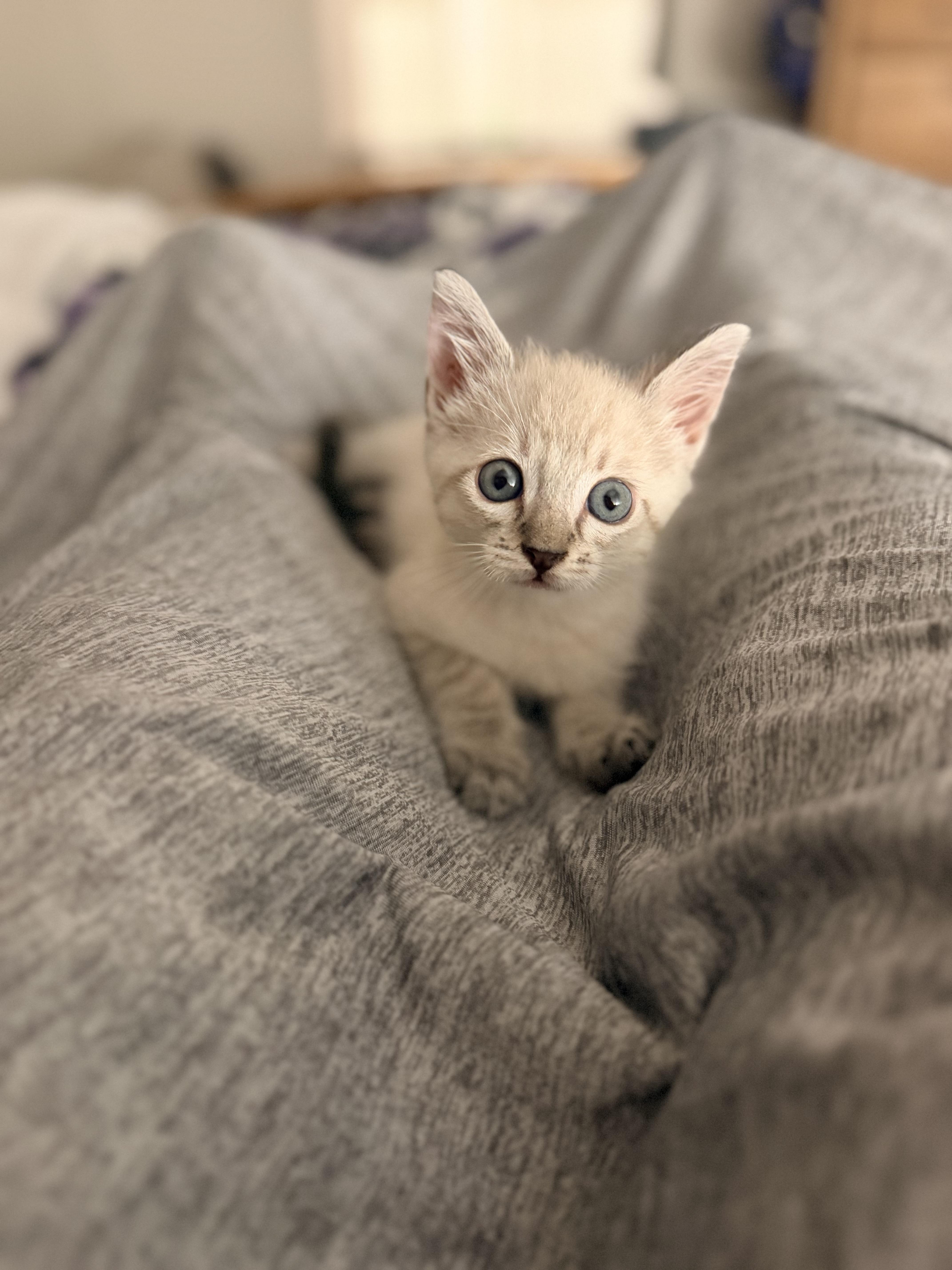 Enlarge Stewart, a Adopted Siamese in Tracy, CA image 3/3