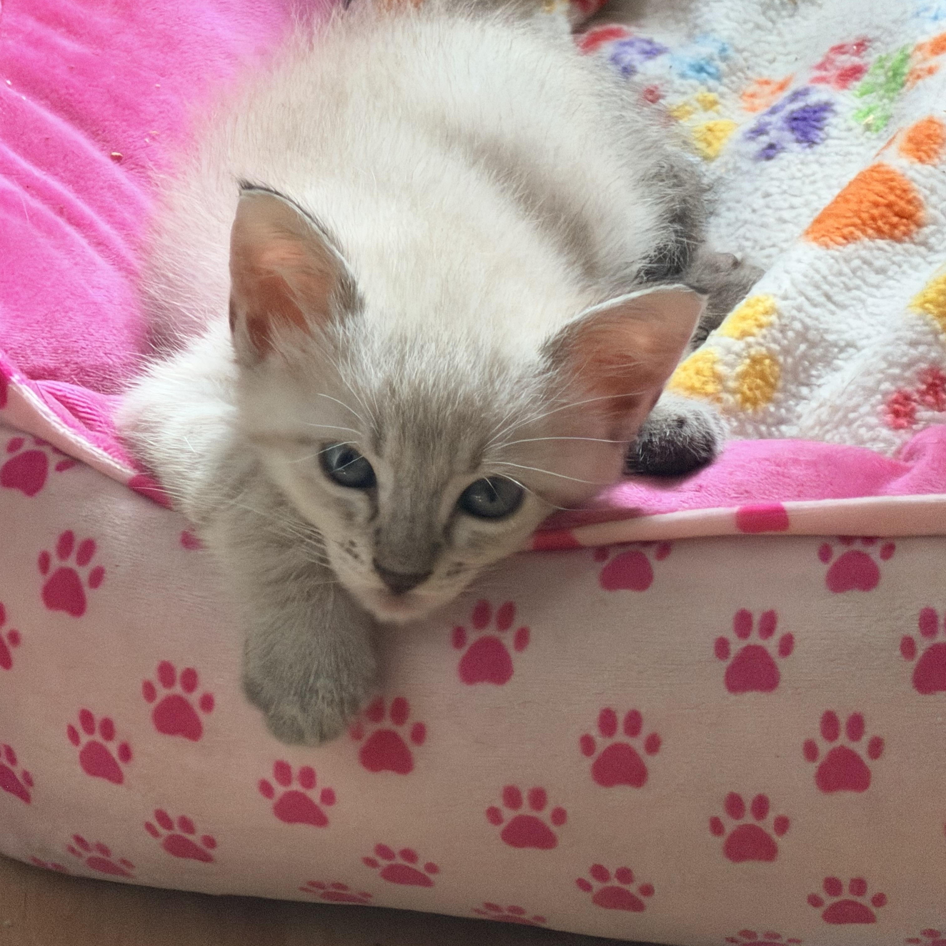 Stewart, Adopted, Kitten Male Siamese.