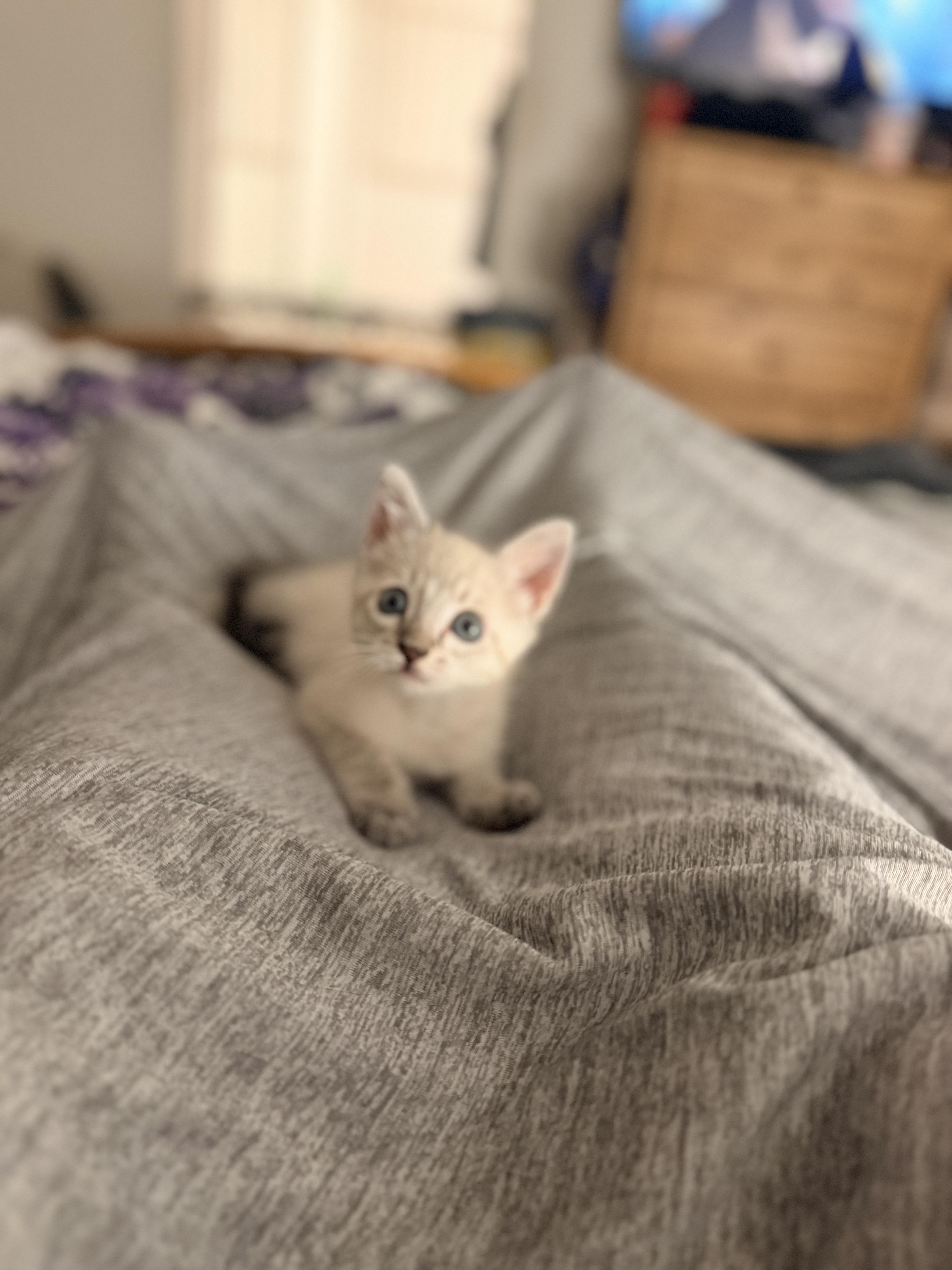 Enlarge Stewart, a Adopted Siamese in Tracy, CA image 2/3