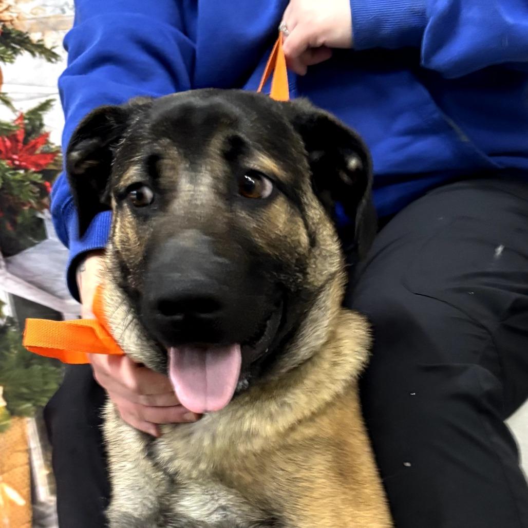 King, a Adoptable Shepherd in Clanton, AL image 3/3