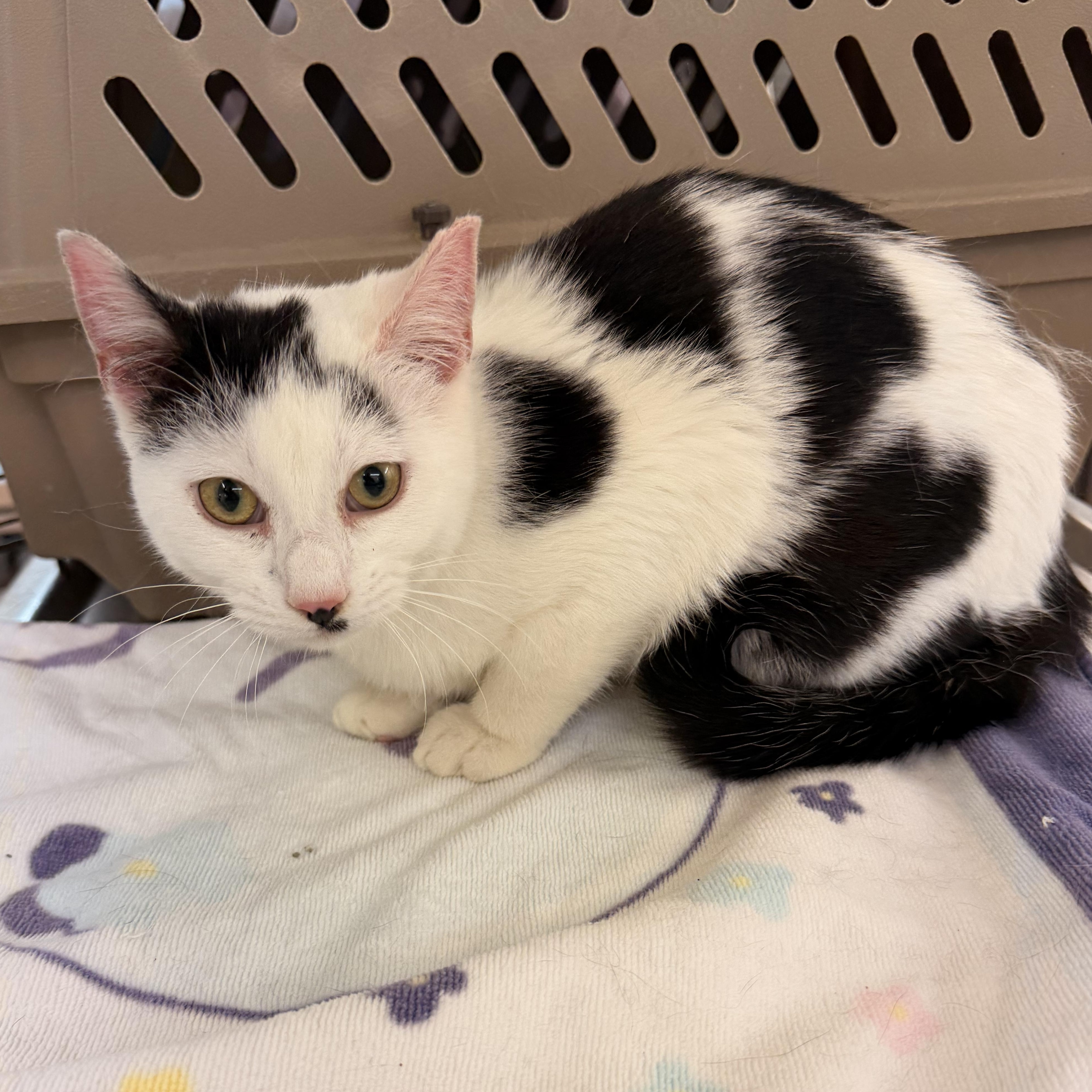 Vino, a Adoptable Domestic Short Hair in Scranton, PA image 1/3