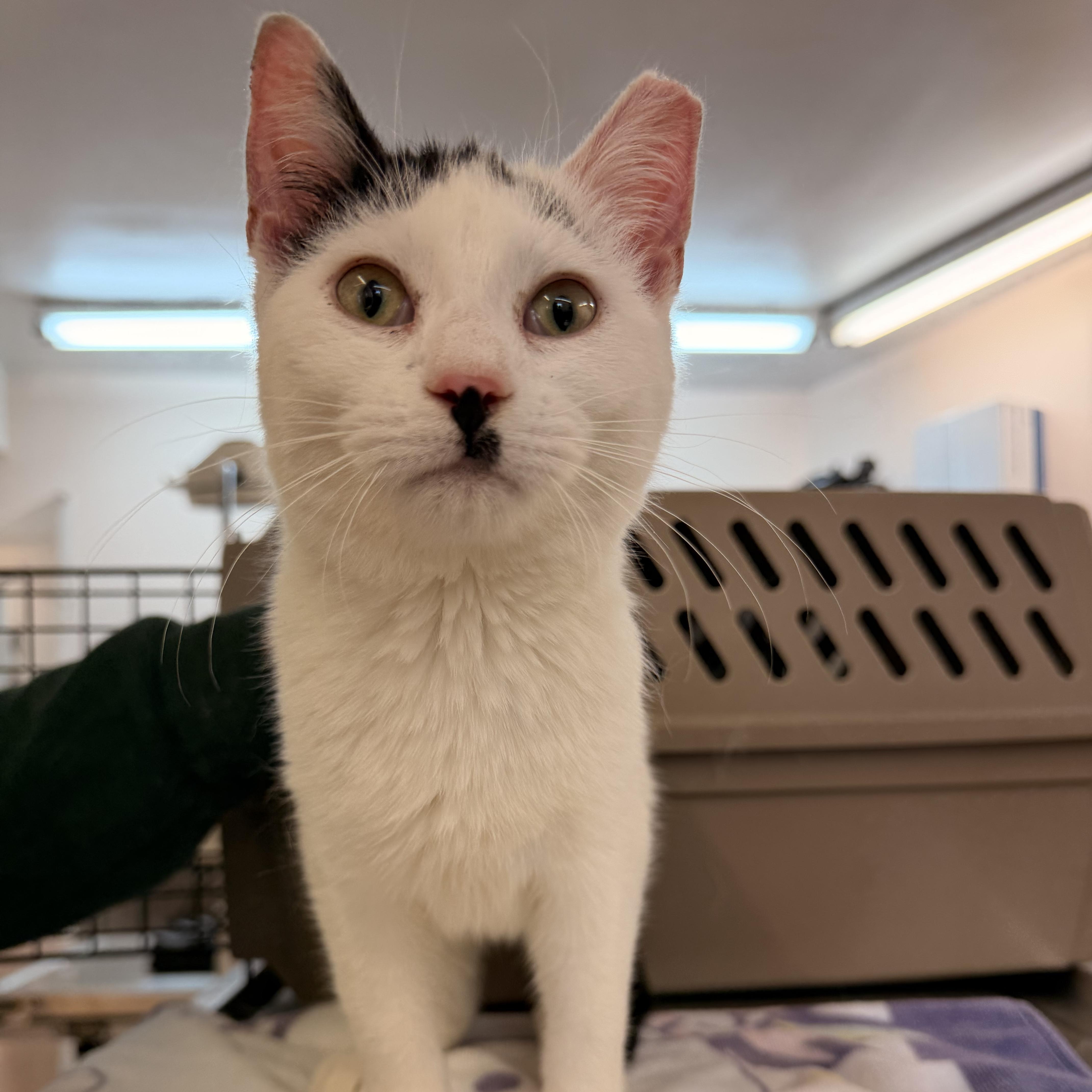 Vino, a Adoptable Domestic Short Hair in Scranton, PA image 2/3