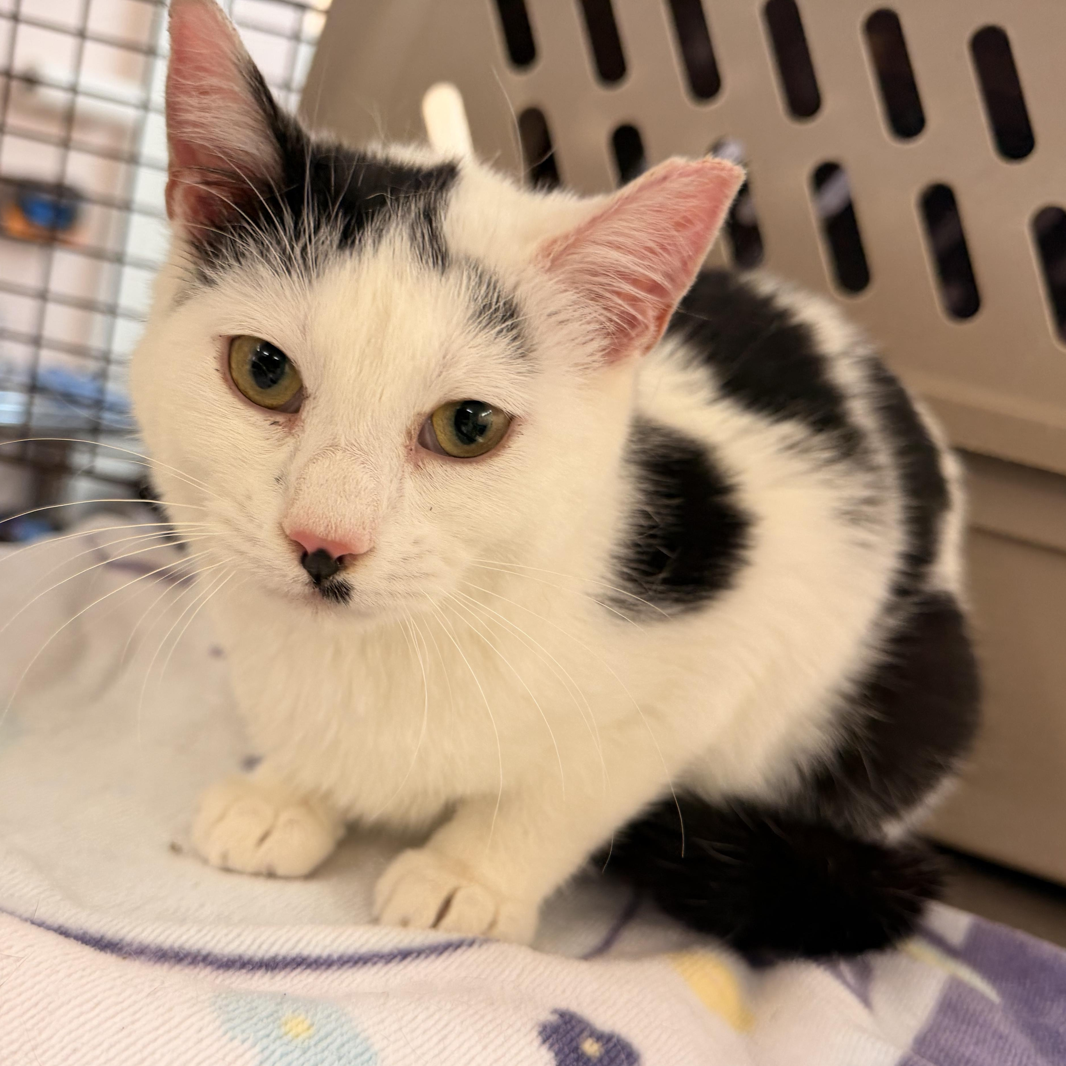 Vino, a Adoptable Domestic Short Hair in Scranton, PA image 3/3