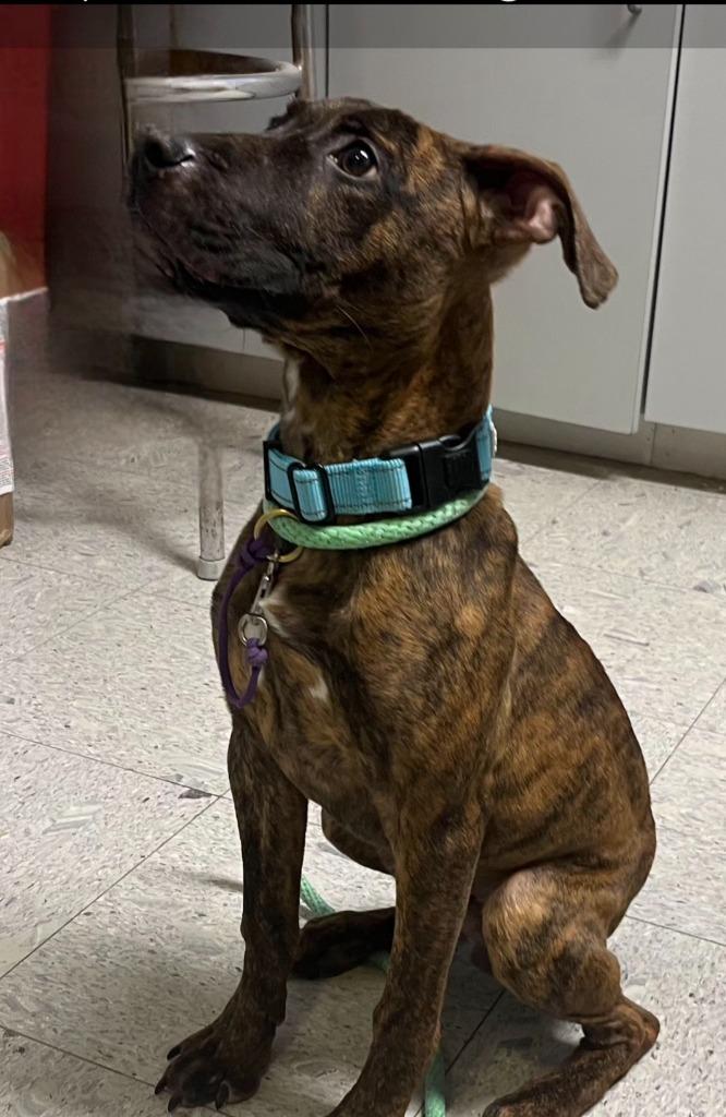 Gumdrop, Adoptable, Puppy Male Terrier.