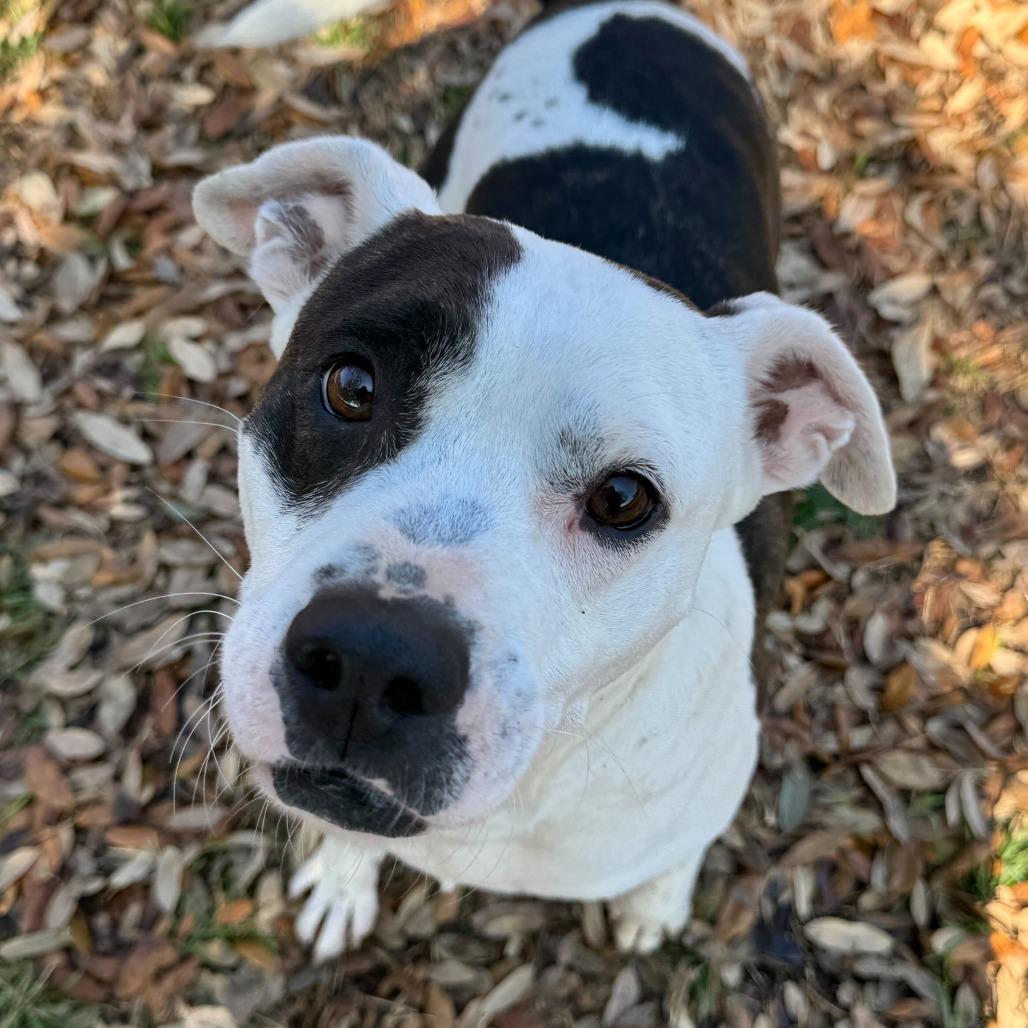 Draco, a Adoptable mixed breed in Chariton, IA image 1/6