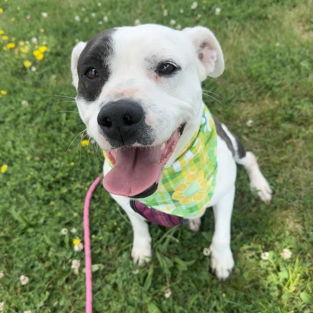 Draco, a Adoptable mixed breed in Chariton, IA image 2/6