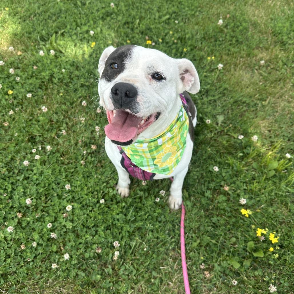 Draco, a Adoptable mixed breed in Chariton, IA image 3/6