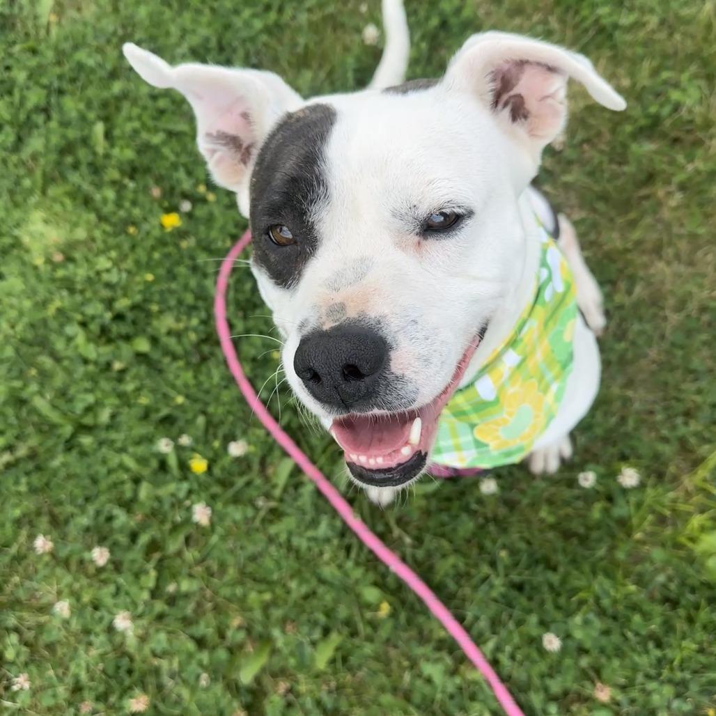 Draco, a Adoptable mixed breed in Chariton, IA image 4/6