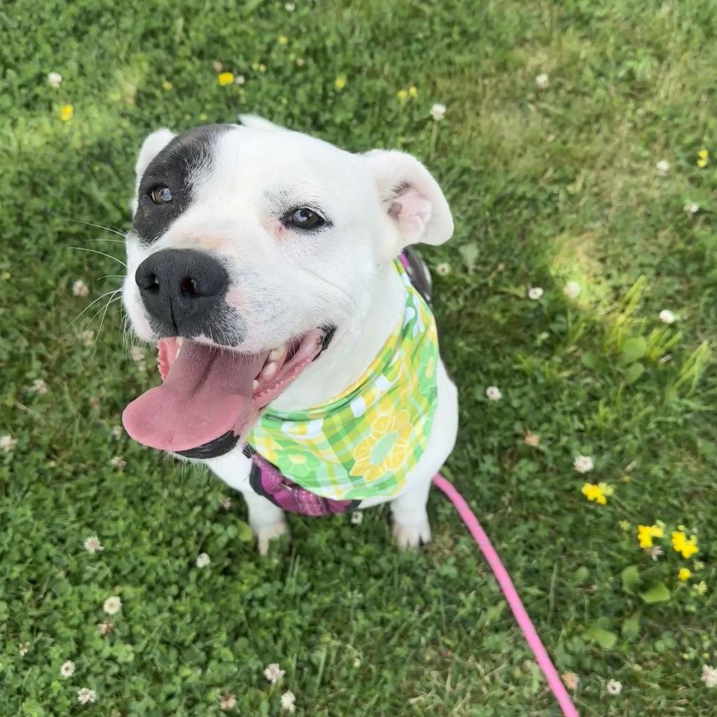 Draco, a Adoptable mixed breed in Chariton, IA image 5/6