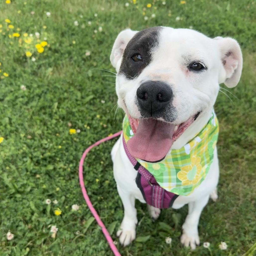 Draco, a Adoptable mixed breed in Chariton, IA image 6/6