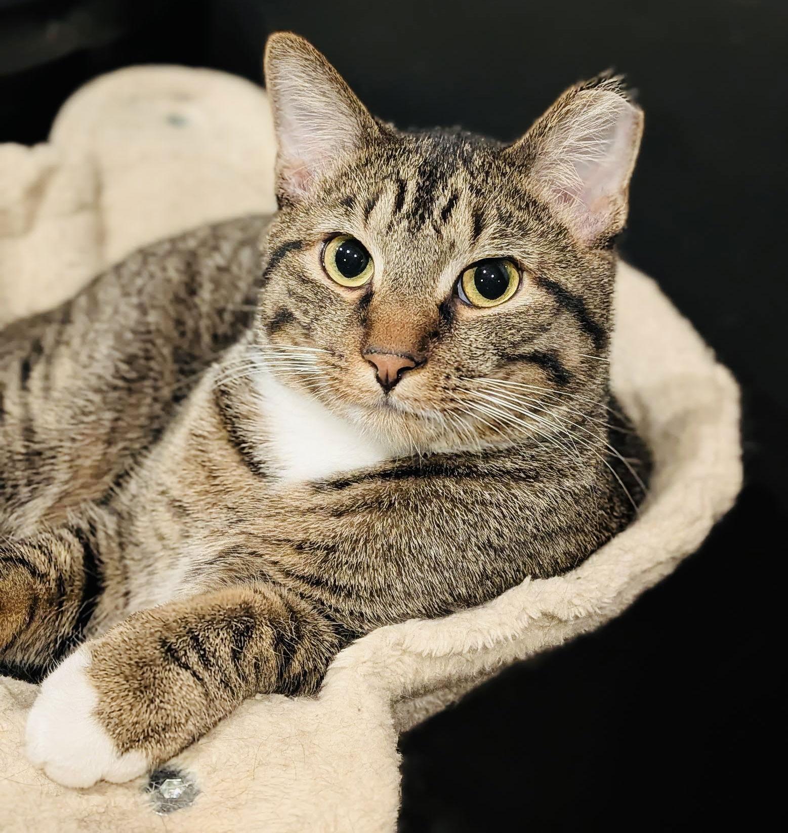 Lucky Louie, Adoptable, Young Male Domestic Short Hair.