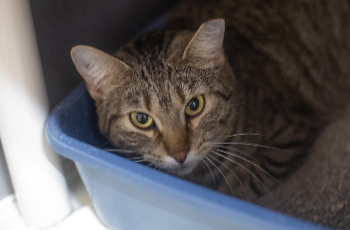 Sage, Adoptable, Adult Female Domestic Short Hair & Tabby.