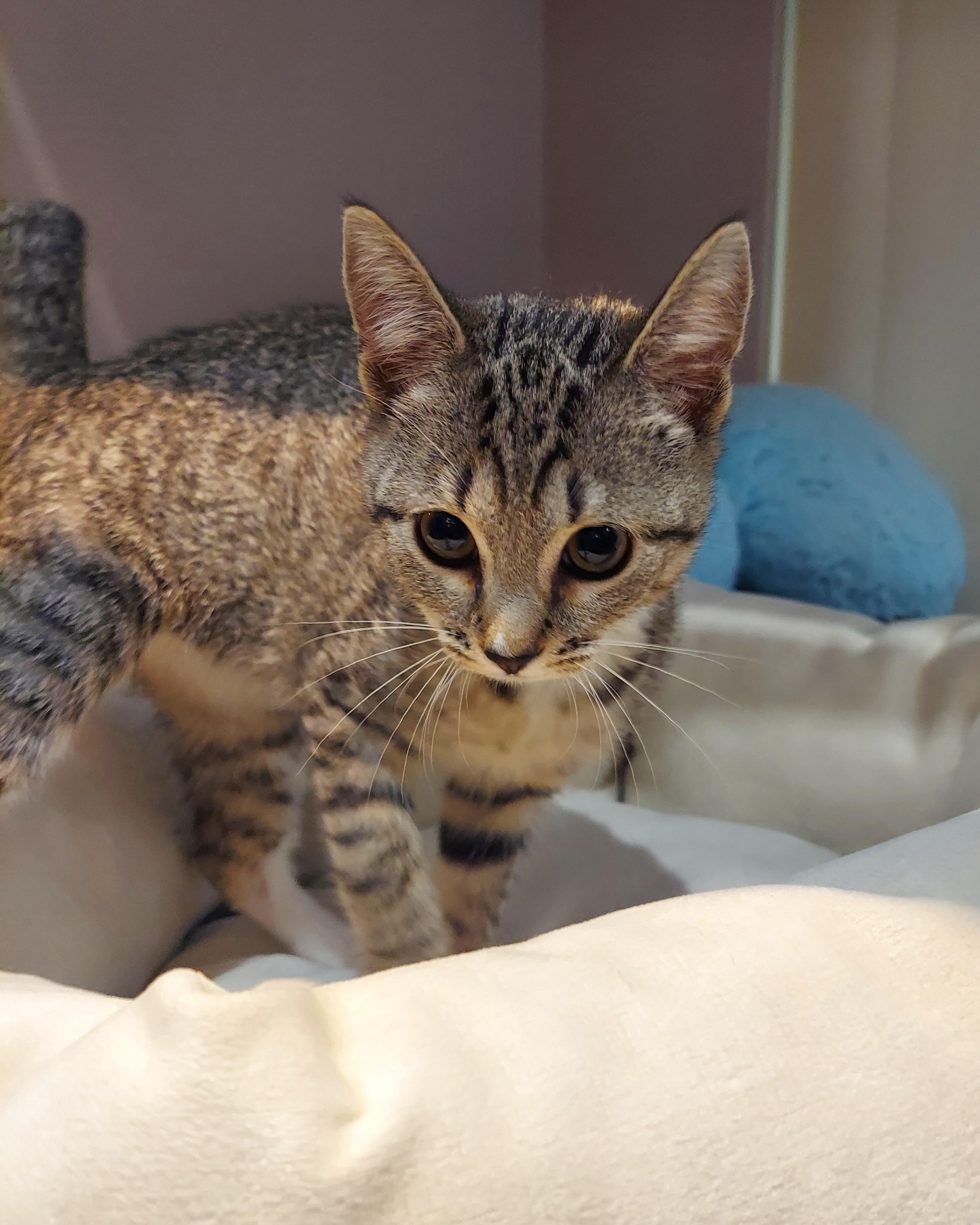 50, adopted, Kitten Female Domestic Short Hair.