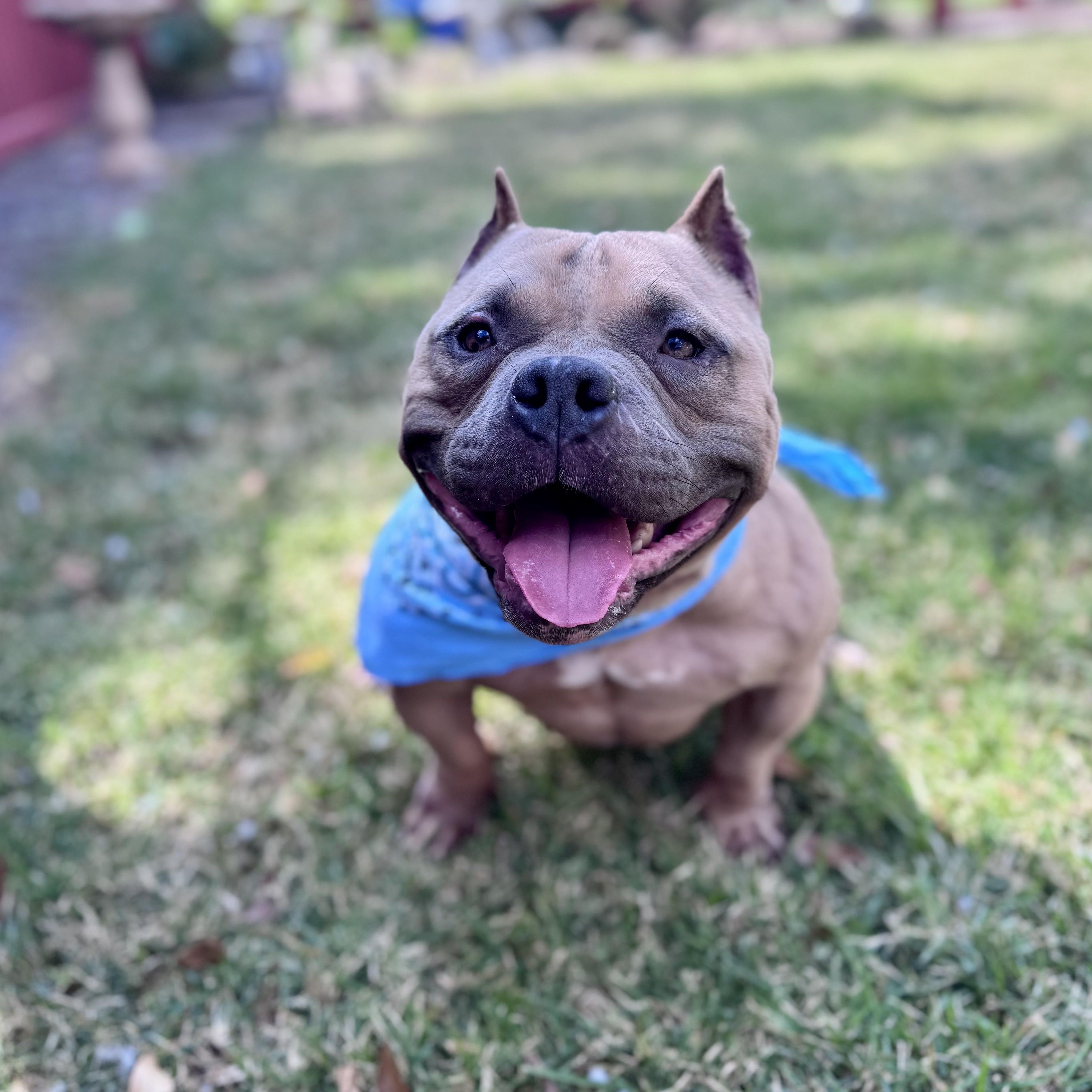 Enlarge Dos, a ADOPTABLE mixed breed in Fort Worth, TX image 2/5