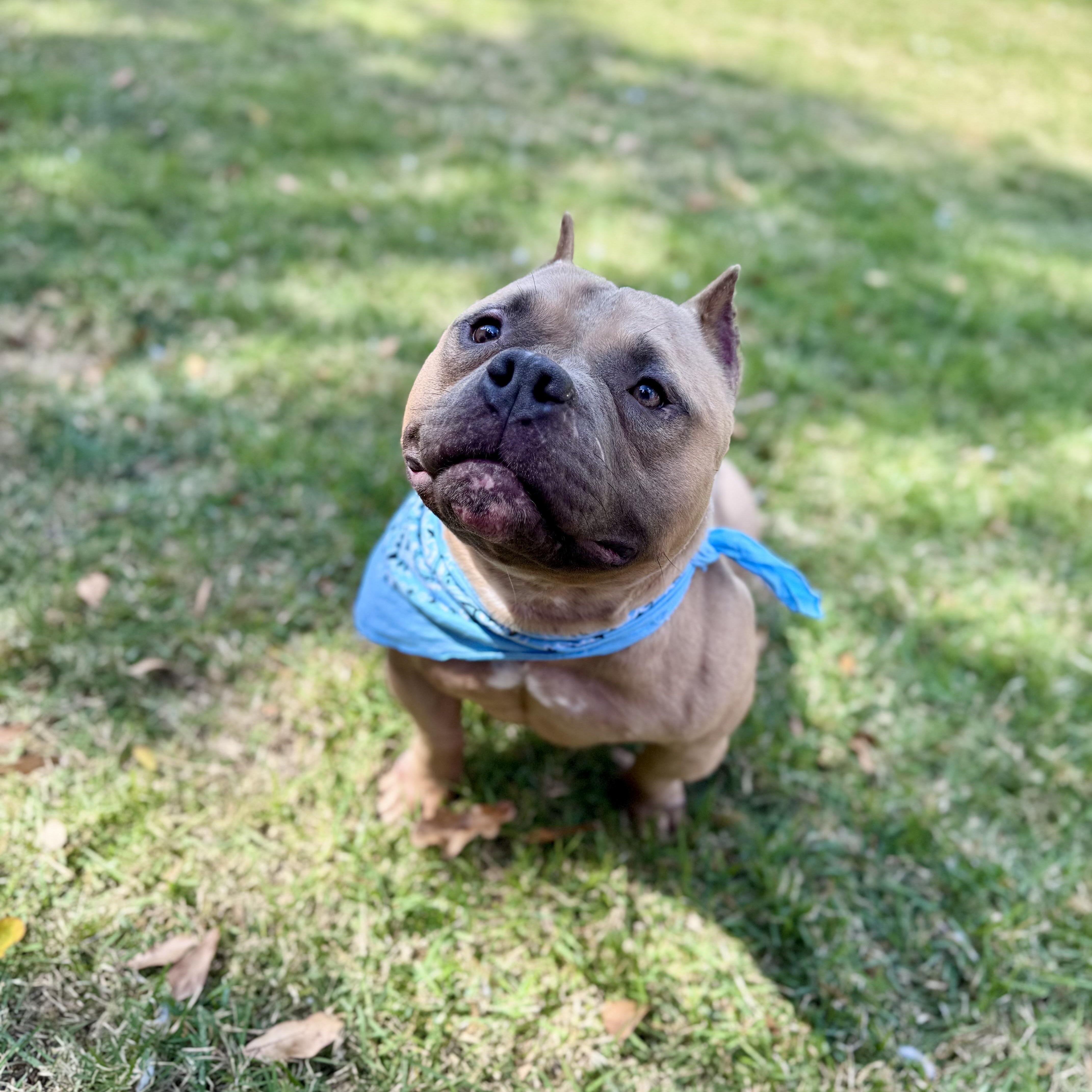 Dos, ADOPTABLE, Adult Male American Bully.
