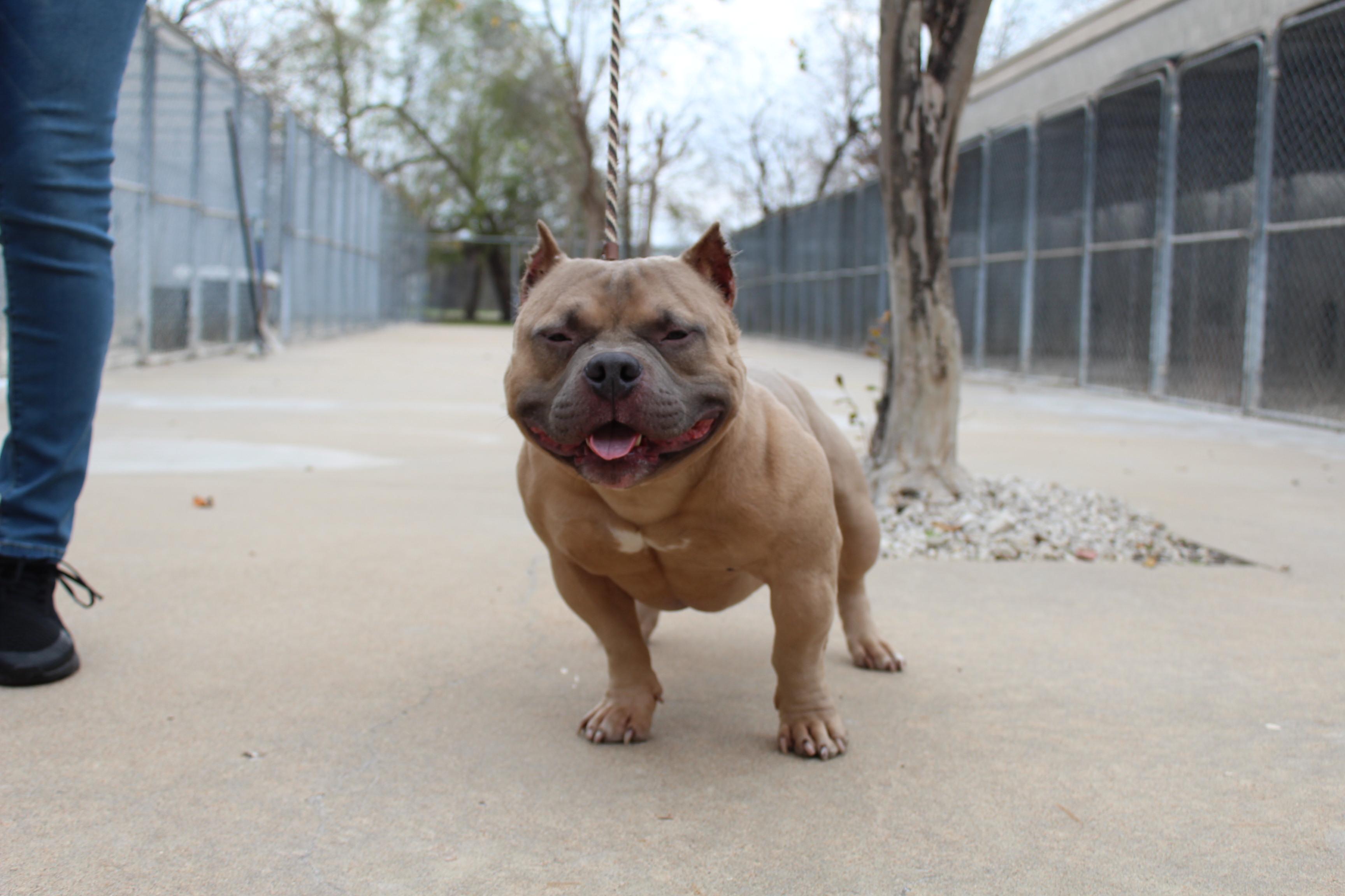 Enlarge Dos, a ADOPTABLE mixed breed in Fort Worth, TX image 5/5