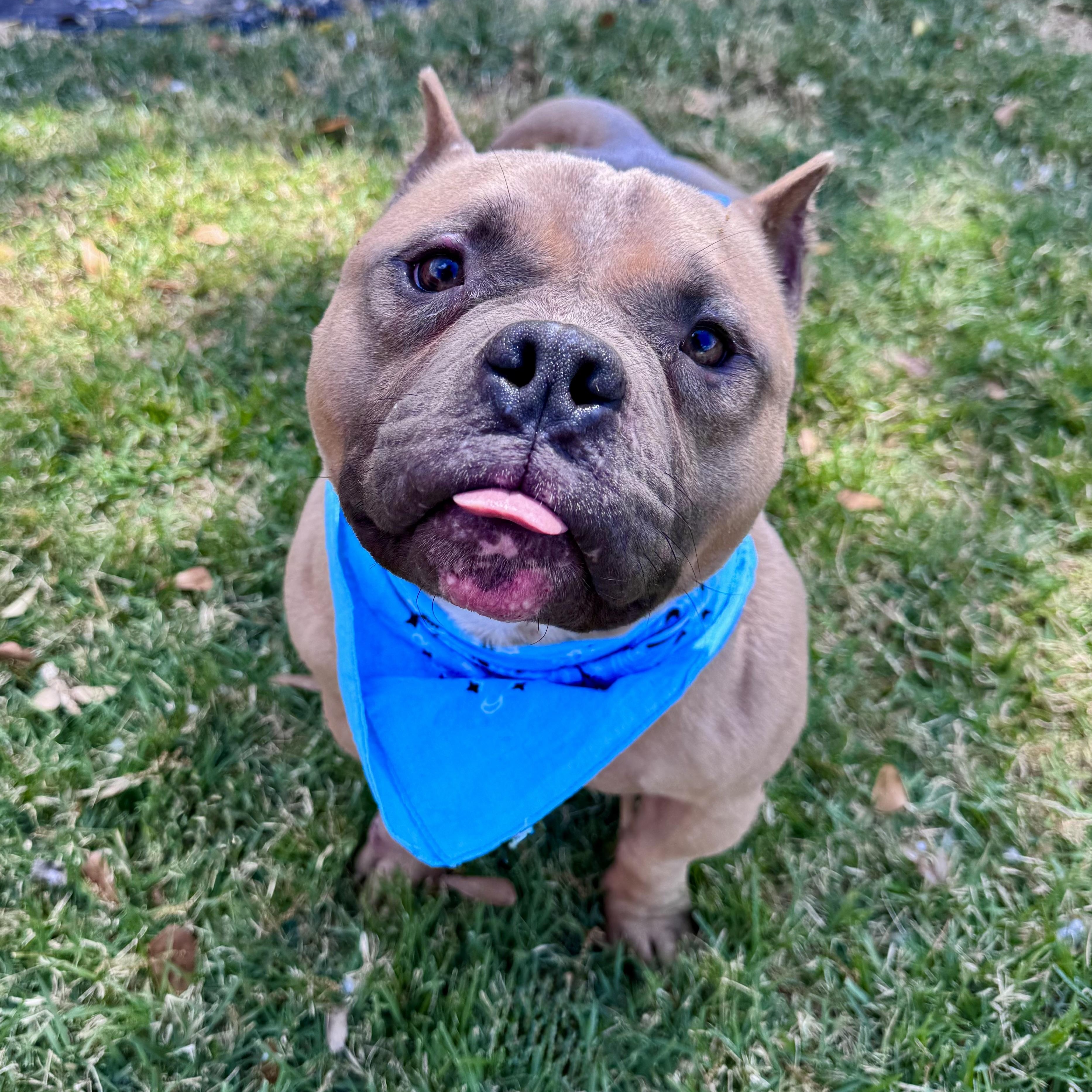 Enlarge Dos, a ADOPTABLE mixed breed in Fort Worth, TX image 3/5