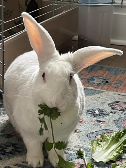 AMMA, Adoptable, Adult Female Bunny Rabbit.
