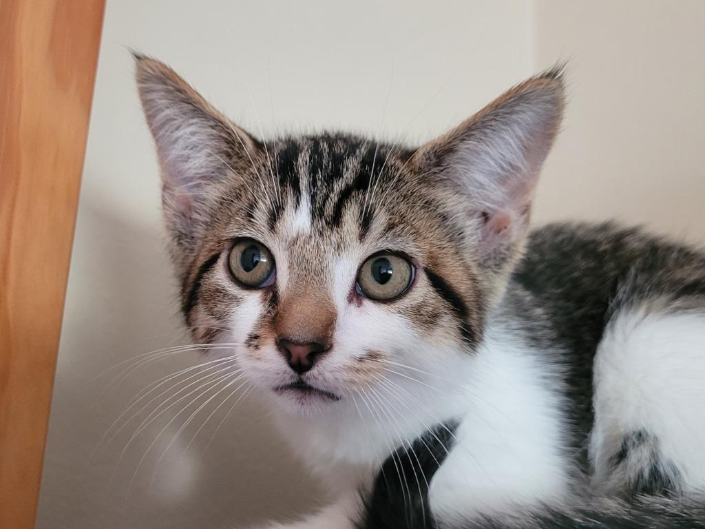 Parmigiana, Adopted, Kitten Female Domestic Short Hair.