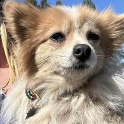 Ella, adopted, Adult Female Pomeranian.