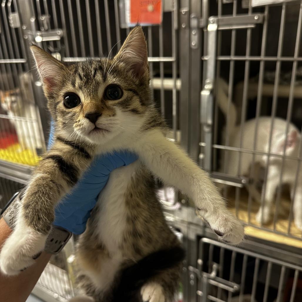 Enlarge Ricochet, a Adoptable Domestic Short Hair in Concord, NC image 1/2