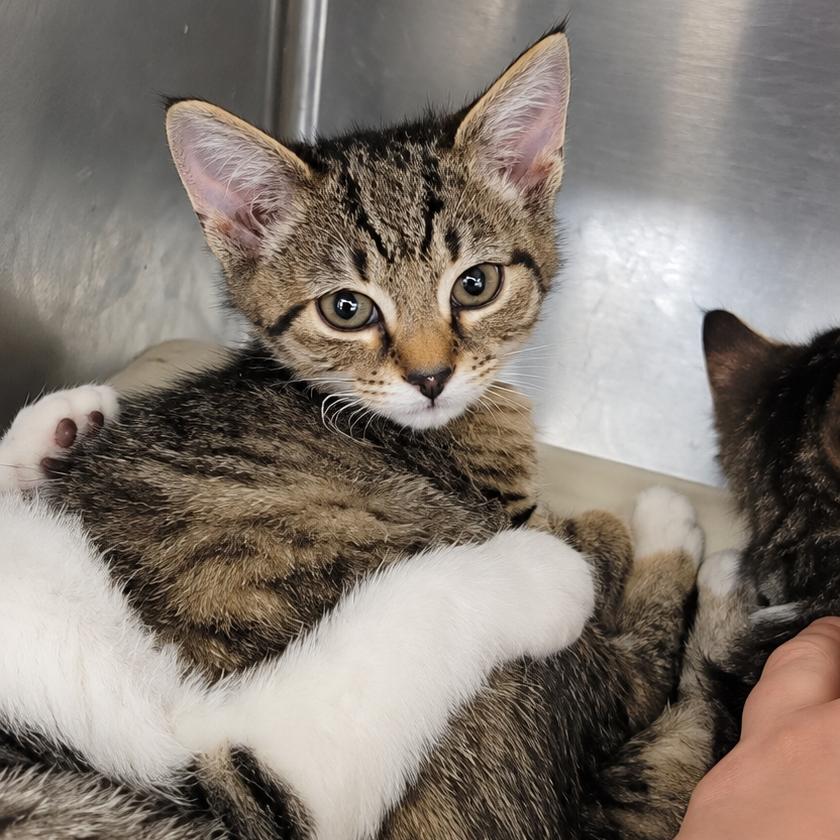 Enlarge Ricochet, a Adoptable Domestic Short Hair in Concord, NC image 2/2