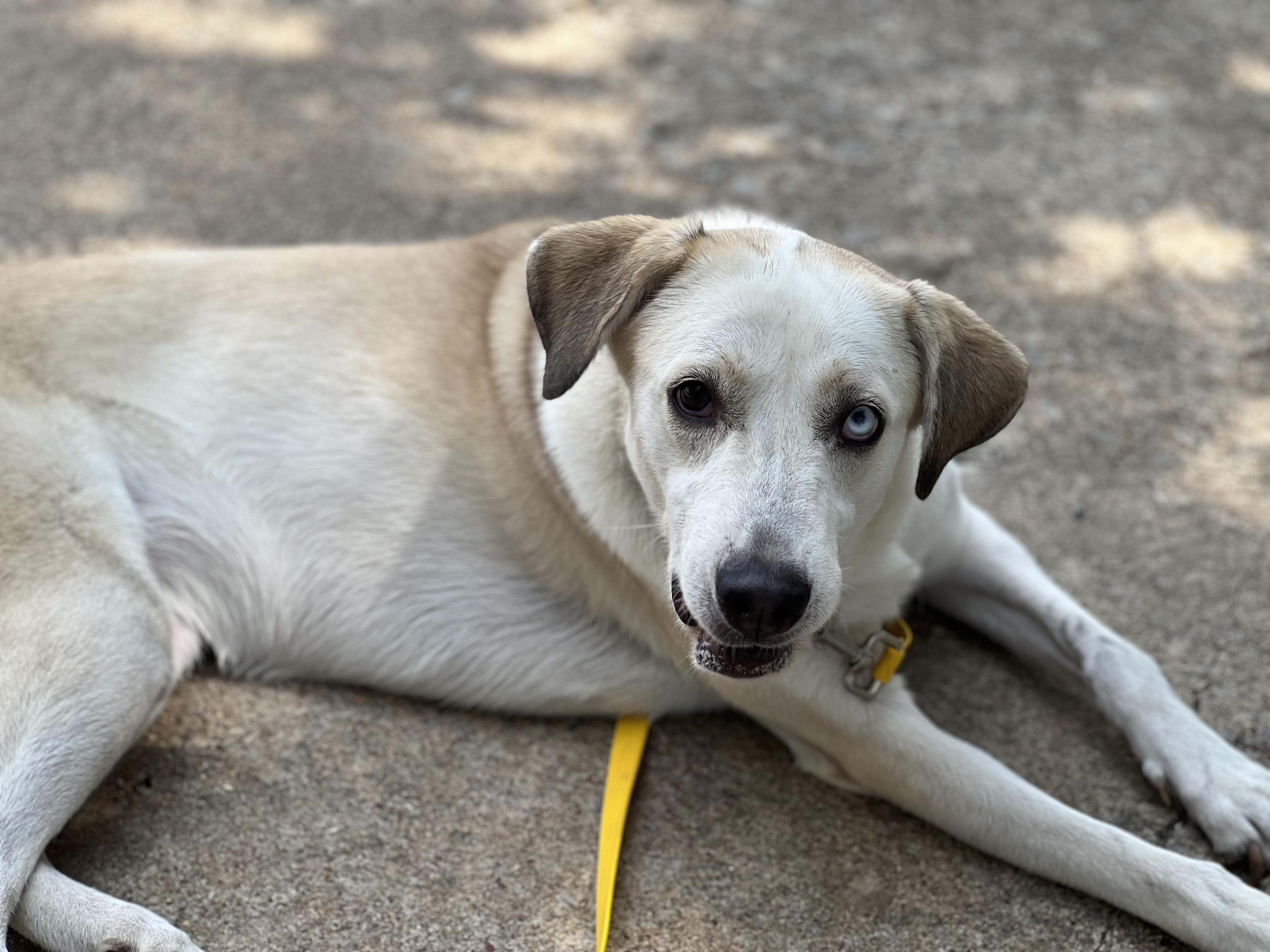 Enlarge Suki, a ADOPTABLE mixed breed in Cross Roads, TX image 5/6