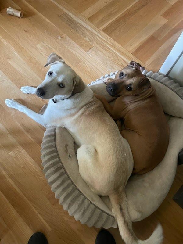 Enlarge Suki, a ADOPTABLE mixed breed in Cross Roads, TX image 3/6