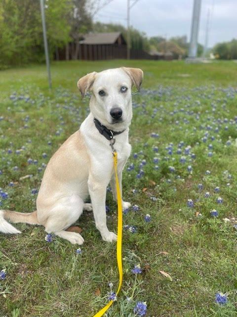 Enlarge Suki, a ADOPTABLE mixed breed in Cross Roads, TX image 2/6