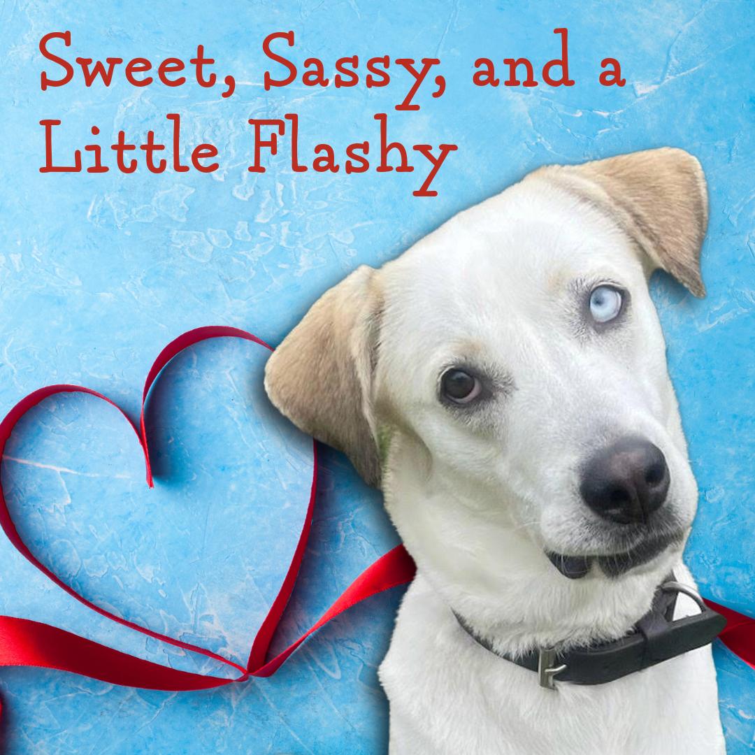 Suki, ADOPTABLE, Adult Female Yellow Labrador Retriever & Husky.