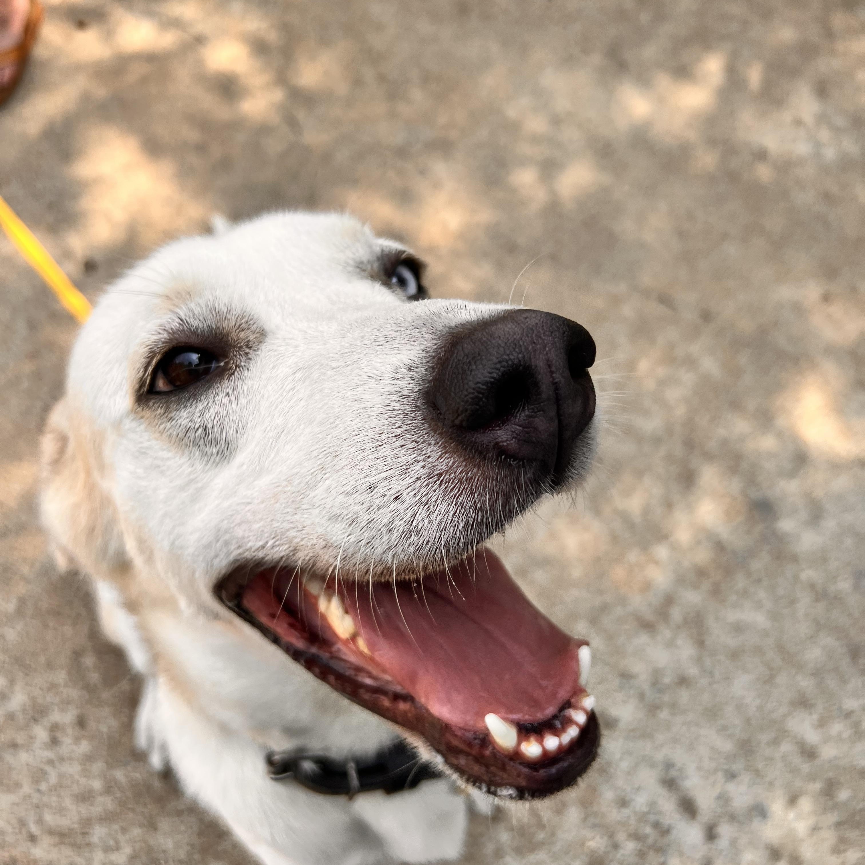 Enlarge Suki, a ADOPTABLE mixed breed in Cross Roads, TX image 4/6