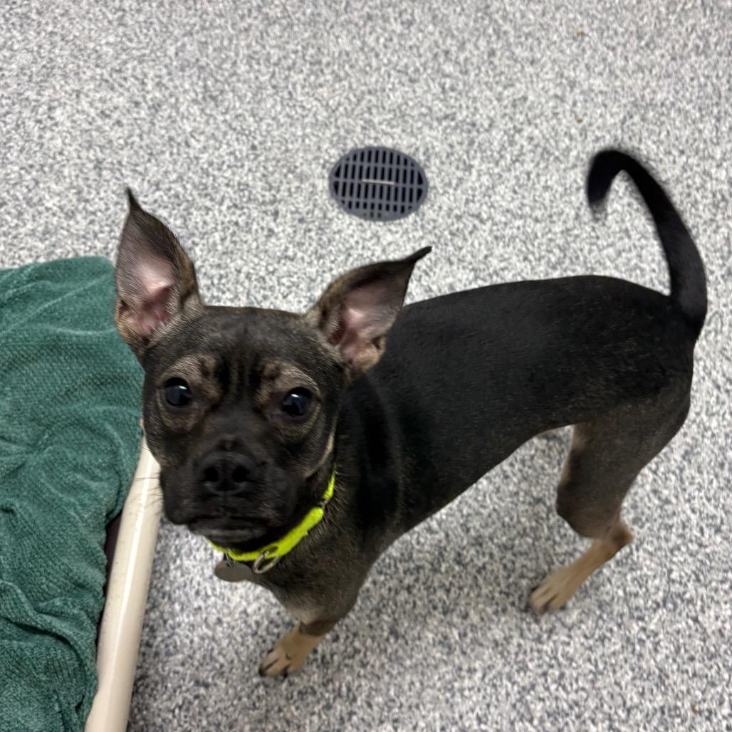 Lucy, Adoptable, Adult Female Terrier & Mixed Breed.