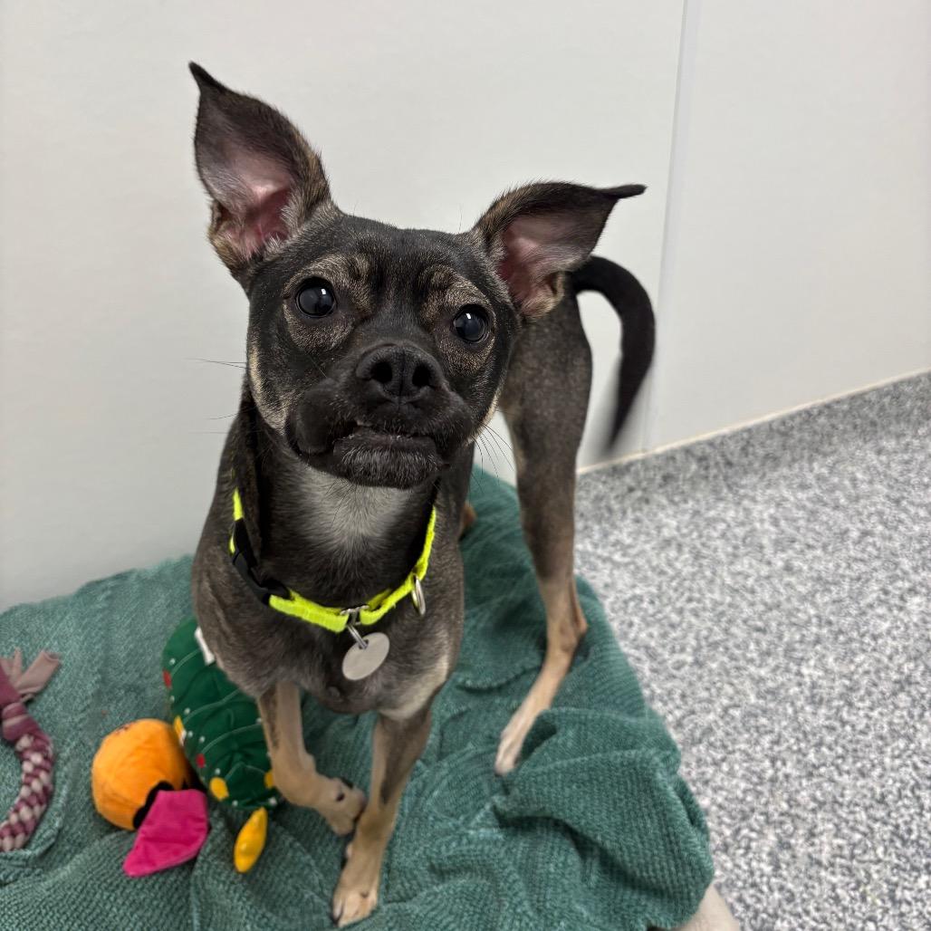 Lucy, a Adoptable mixed breed in Brookfield, WI image 2/6