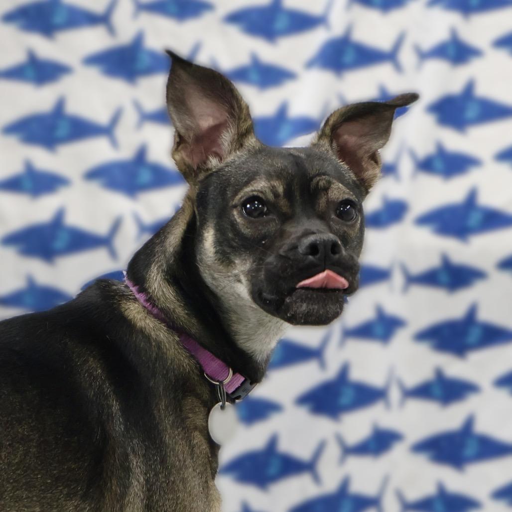 Enlarge Lucy, a Adoptable mixed breed in Brookfield, WI image 3/6