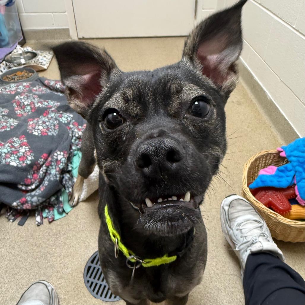 Lucy, a Adoptable mixed breed in Brookfield, WI image 3/6