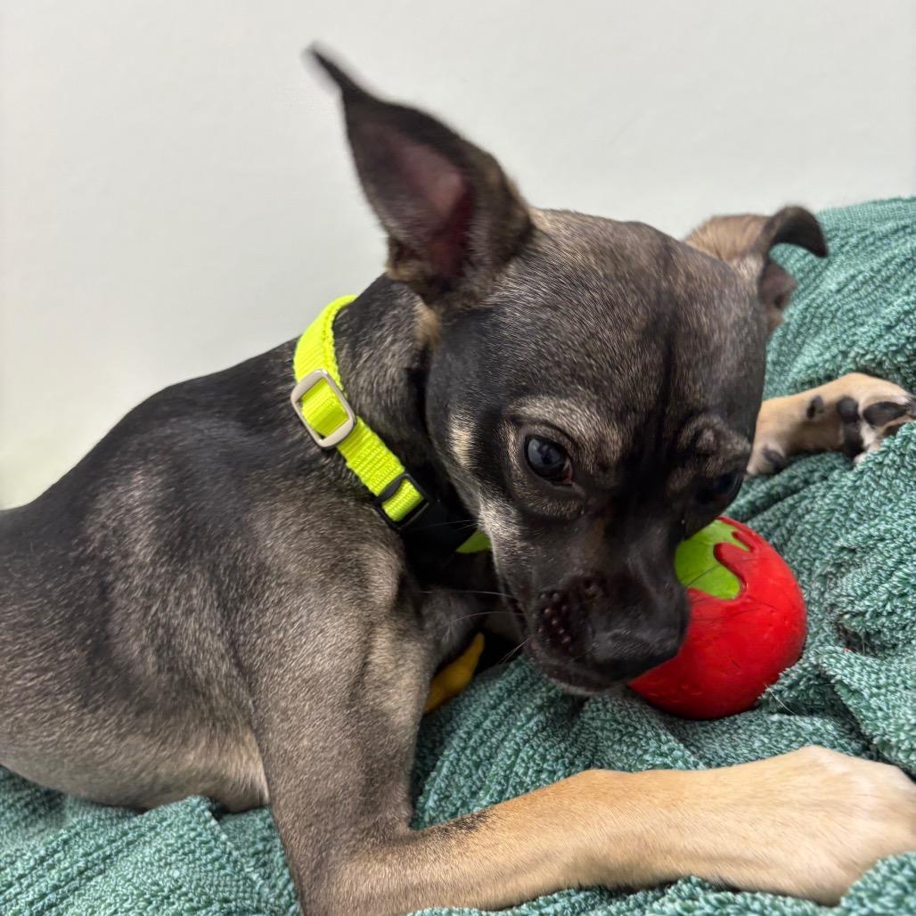 Lucy, a Adoptable mixed breed in Brookfield, WI image 4/6