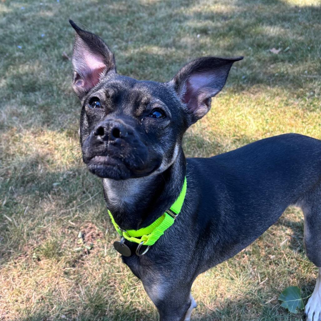 Enlarge Lucy, a Adoptable mixed breed in Brookfield, WI image 5/6
