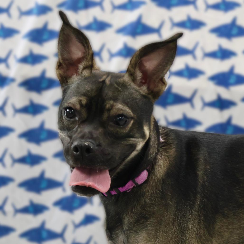 Lucy, a Adoptable mixed breed in Brookfield, WI image 5/6