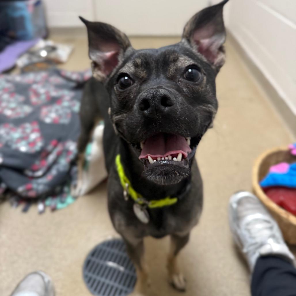 Lucy, a Adoptable mixed breed in Brookfield, WI image 6/6