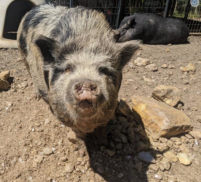Petunia, Adult Female unknown