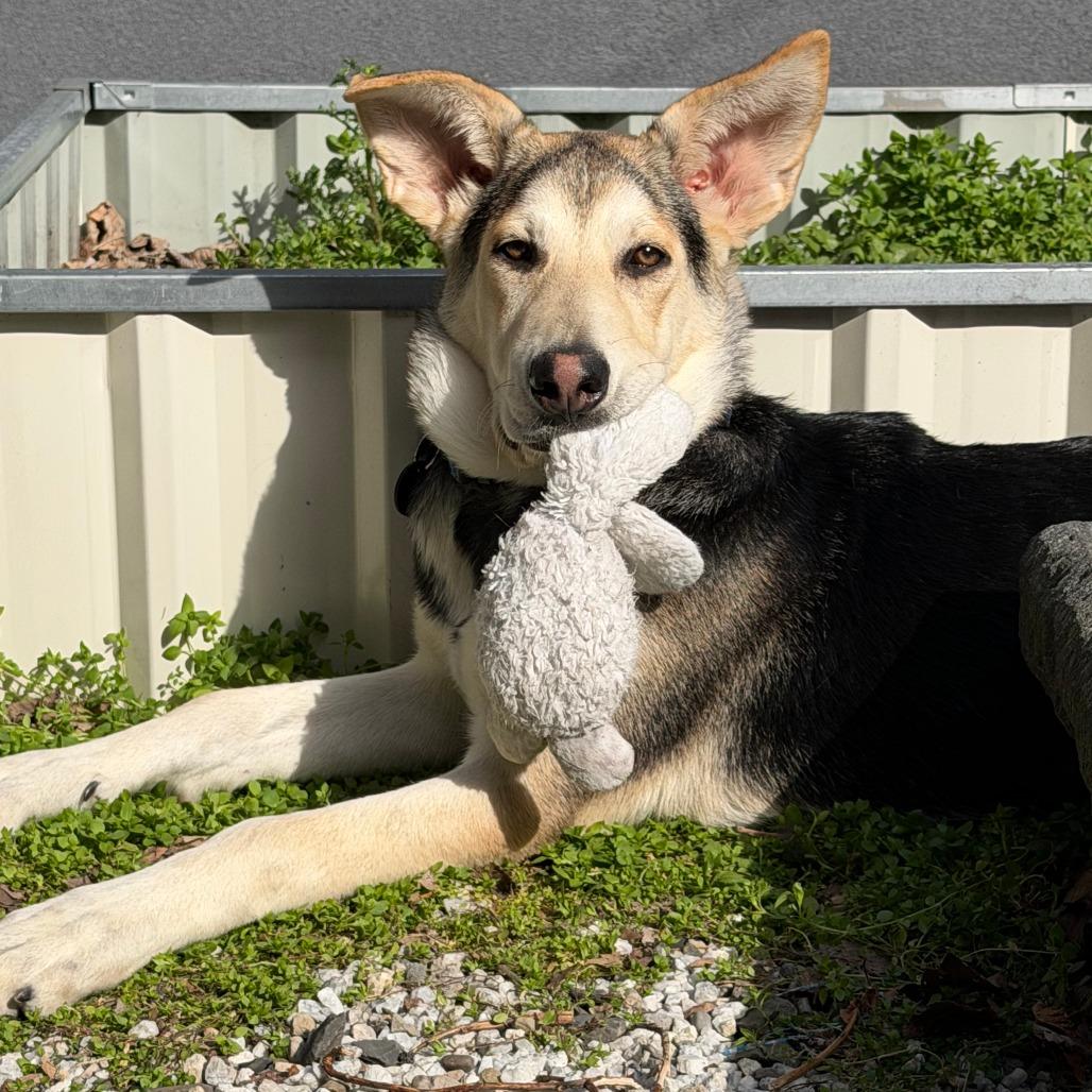 Bonnet, Adoptable, Young Female German Shepherd Dog & Husky.