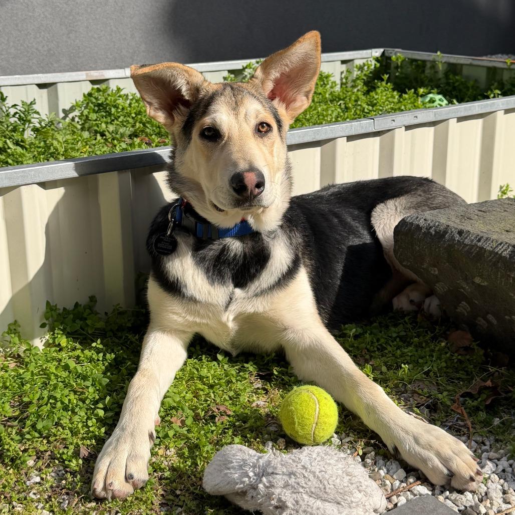 Enlarge Bonnet, a Adoptable mixed breed in Brooklyn, NY image 2/6