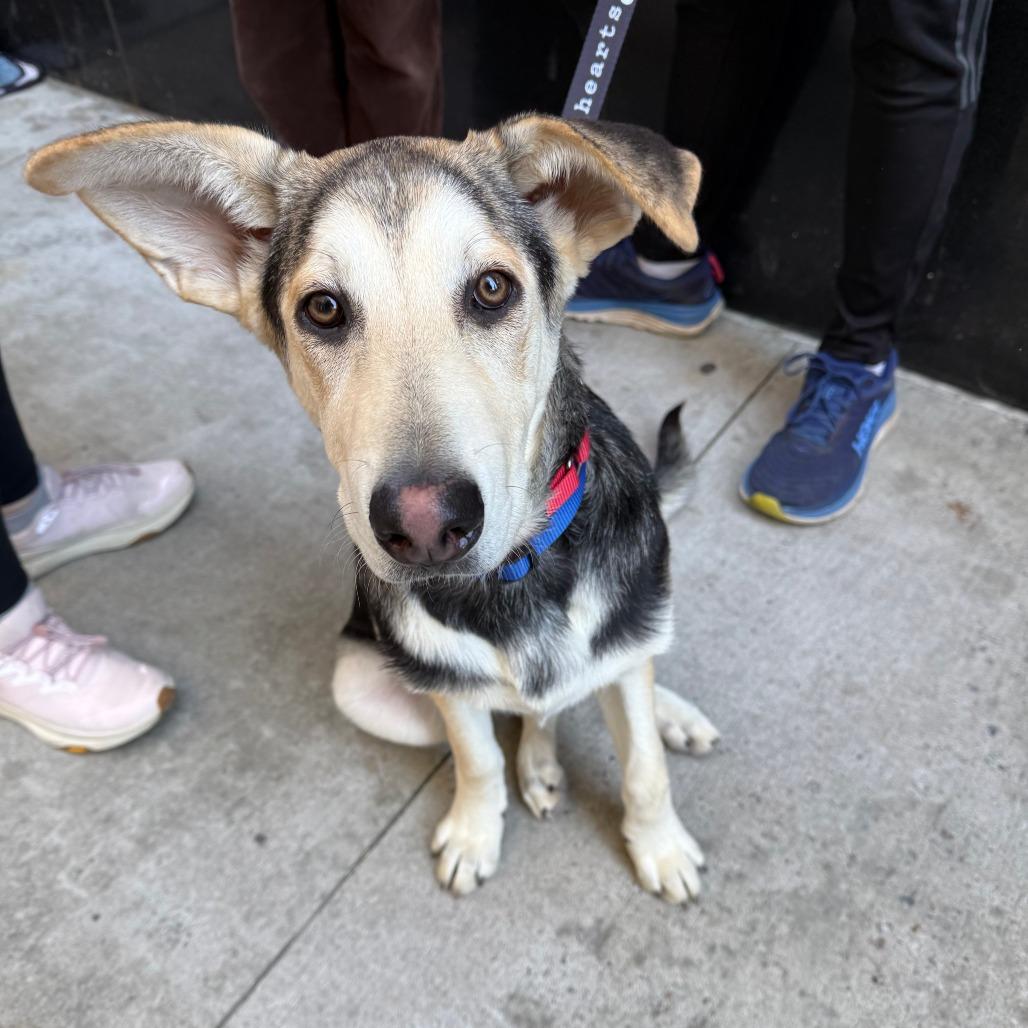 Enlarge Bonnet, a Adoptable mixed breed in Brooklyn, NY image 1/6