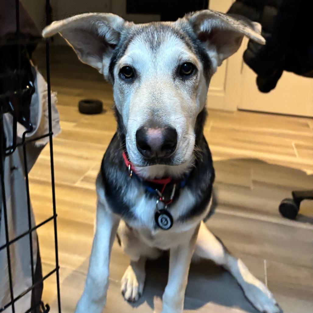 Enlarge Bonnet, a Adoptable mixed breed in Brooklyn, NY image 2/6