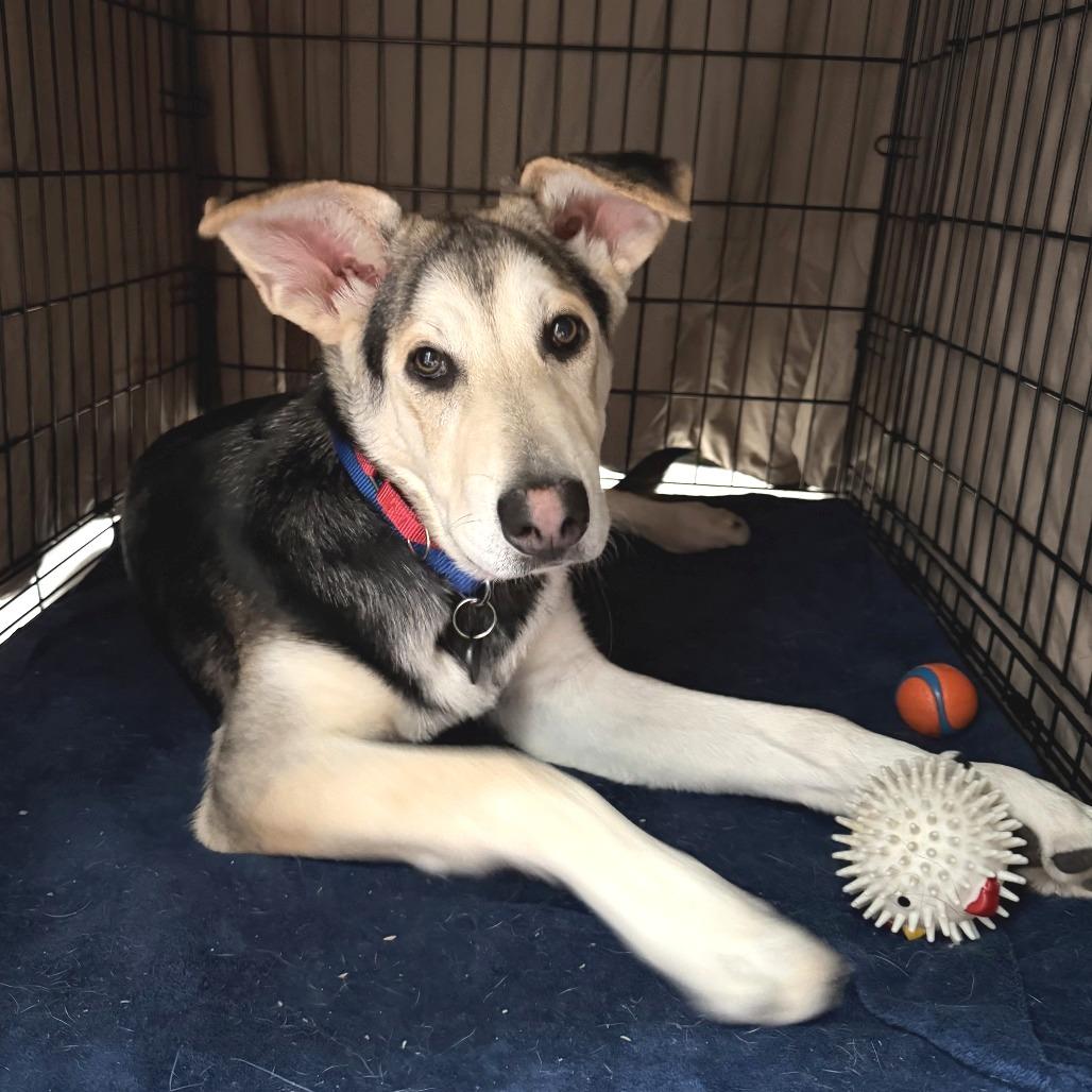 Enlarge Bonnet, a Adoptable mixed breed in Brooklyn, NY image 3/6