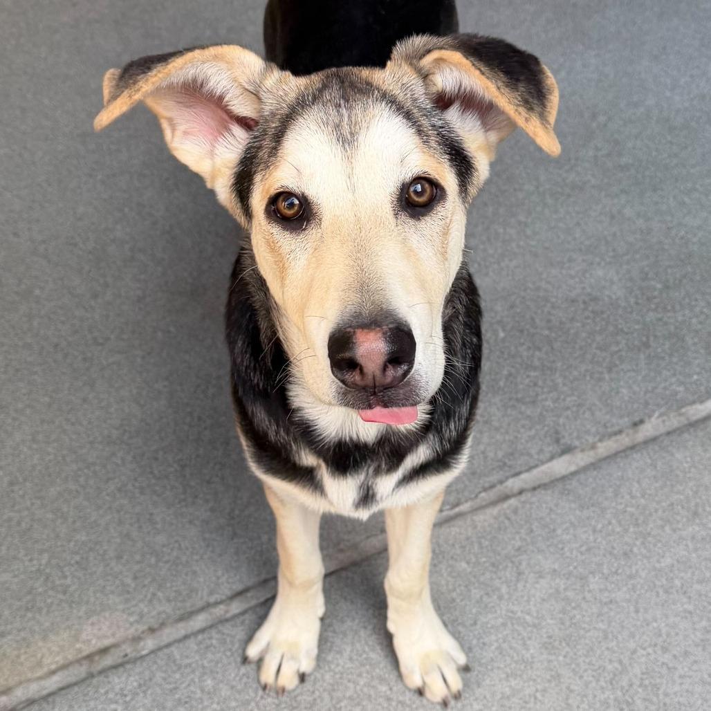 Enlarge Bonnet, a Adoptable mixed breed in Brooklyn, NY image 4/6