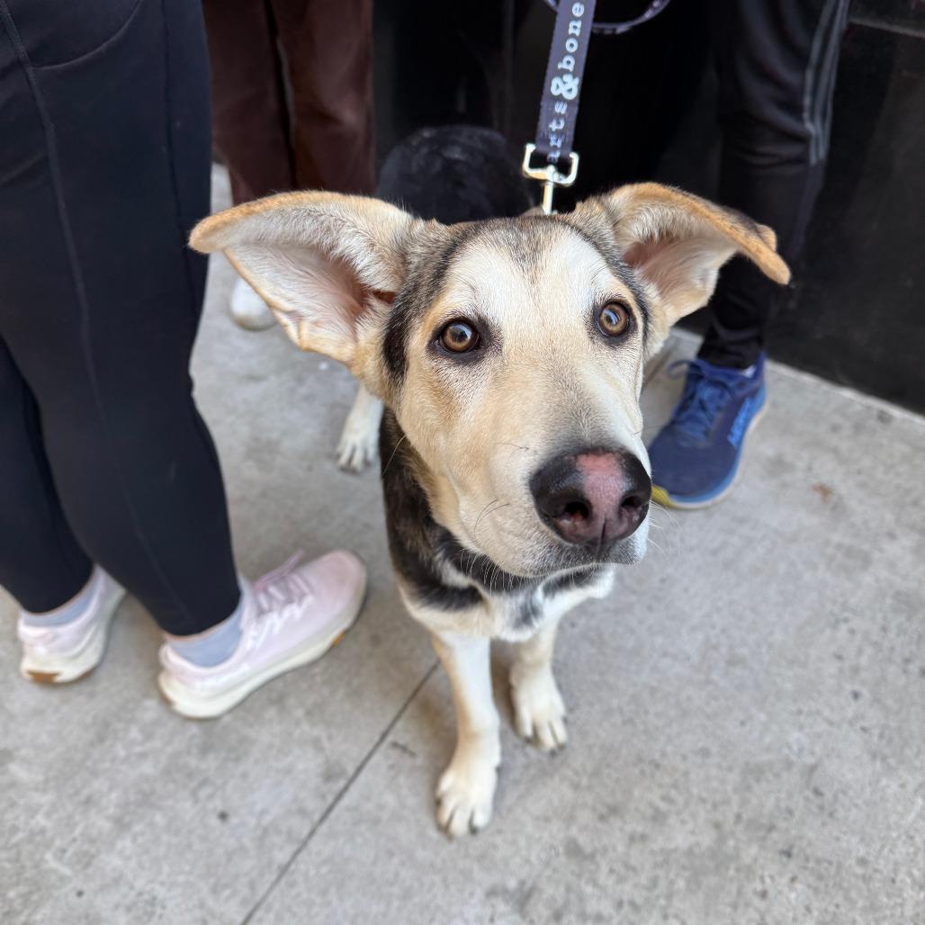Enlarge Bonnet, a Adoptable mixed breed in Brooklyn, NY image 6/6