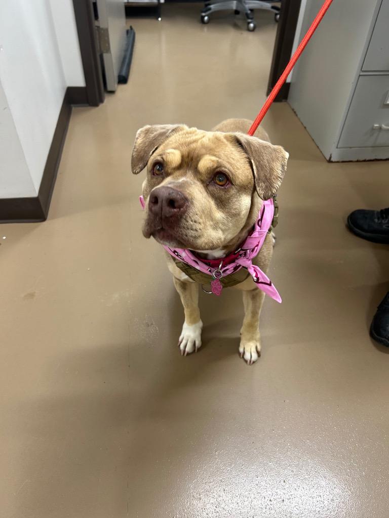 Cleo, a Adoptable Pit Bull Terrier in Springfield, TN image 1/6