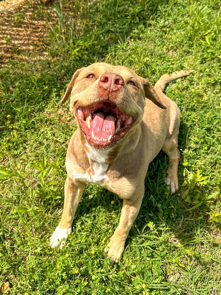 Cleo, a Adoptable Pit Bull Terrier in Springfield, TN image 2/6